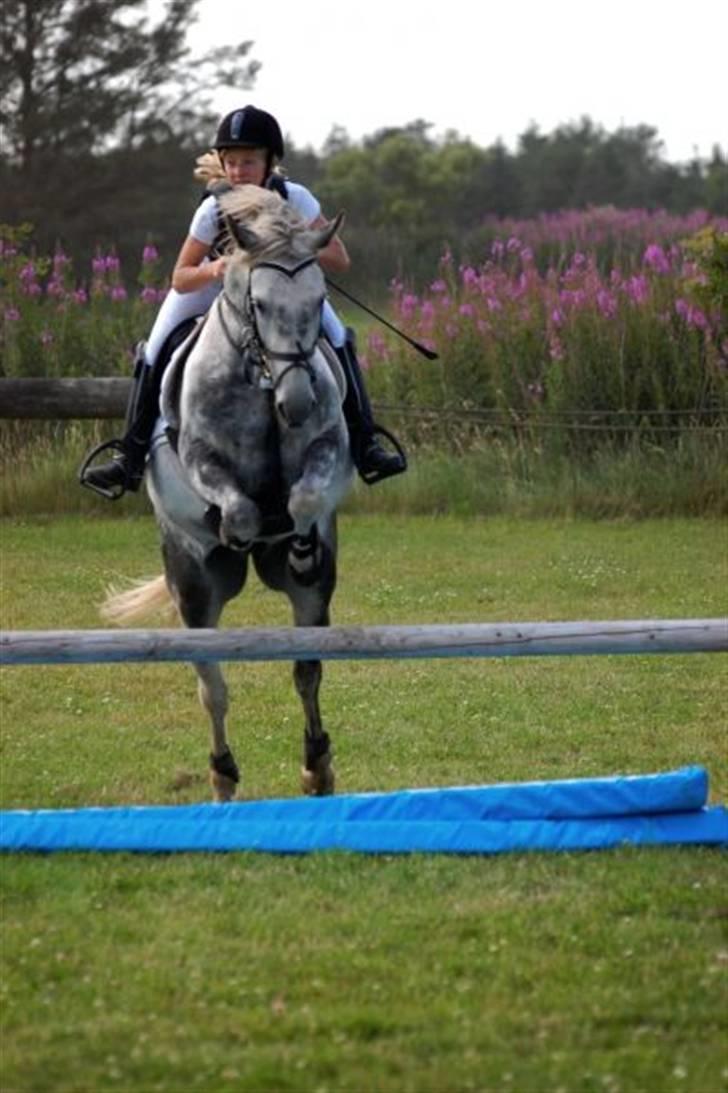 Anden særlig race Tonka  (solgt) - hopper over lille vandgrav ;P til stævne billede 16