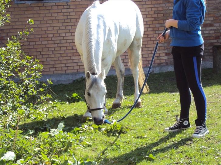 Anden særlig race *Kildegaards Bombay* - Bommer er mit et og alt og vi to skal aldrig skilles<33 billede 2