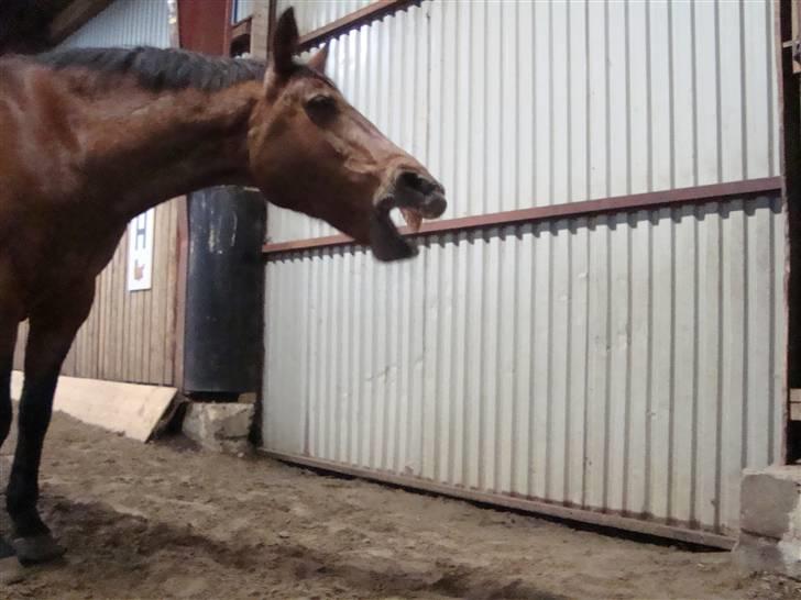 Anden særlig race Don Camilo - en træt lille hest efter en meget træls og hård nat:( Hold kæft det var tæt på han ikke klaret det.. fik a vide bagefter at han stoppet med at trække vejret i 30 sek så der var en der sad og slog ham på mulen:(  billede 2