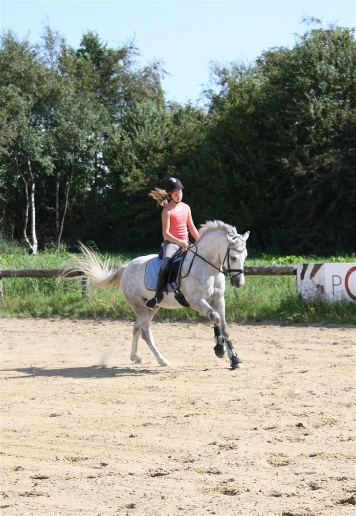 Connemara Banks Miro - Træning sommer 09 :) billede 12