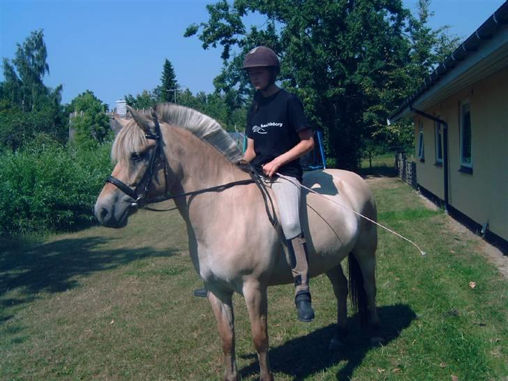 Fjordhest Bianka Kongehøj  - rider hin for første gang der hjemme billede 2