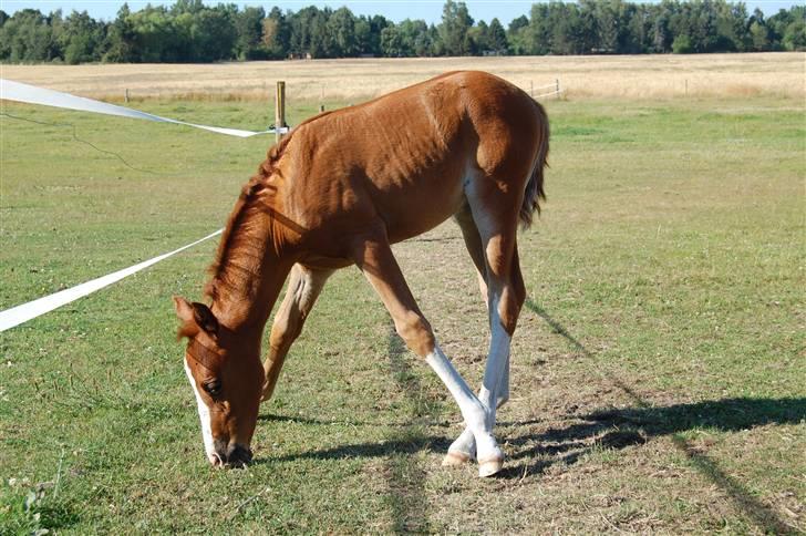 Anden særlig race Lykkebos Exotic Fire billede 2