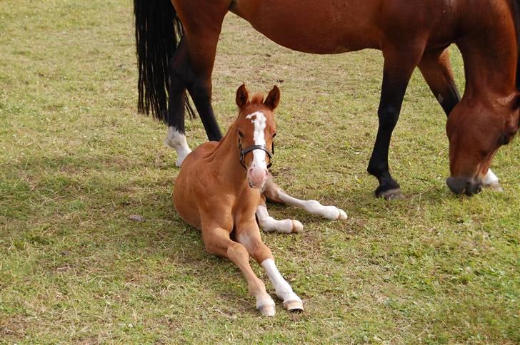 Anden særlig race Lykkebos Exotic Fire billede 3