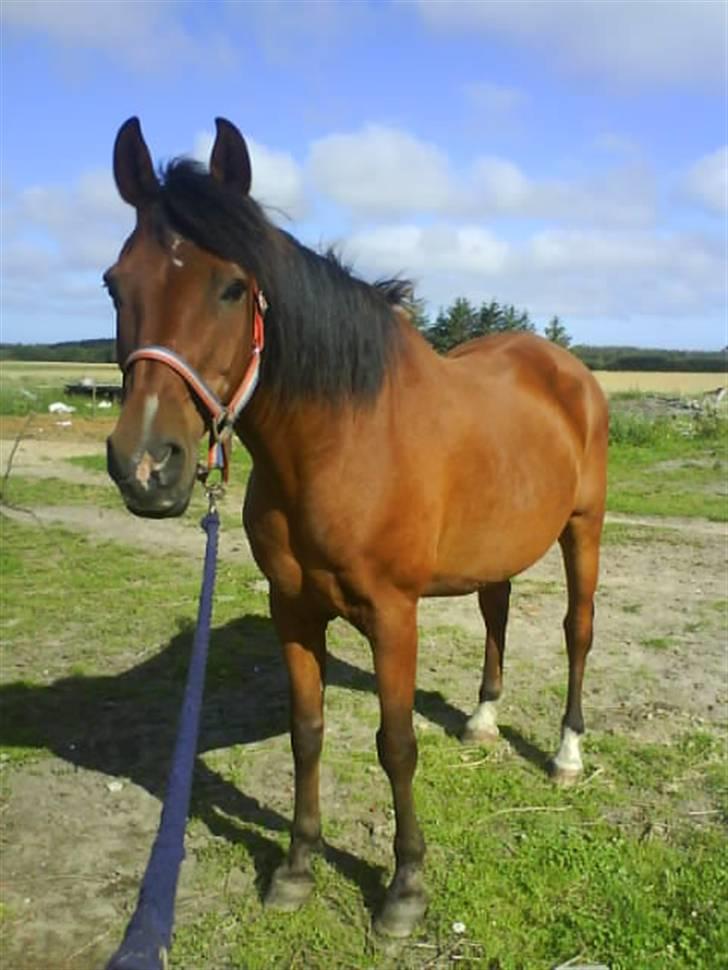 Sportsaraber (A) stald pilevejs Marco billede 14