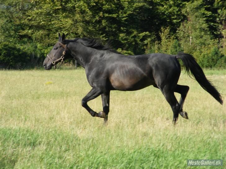 Traver Vic Torre - RIP billede 11