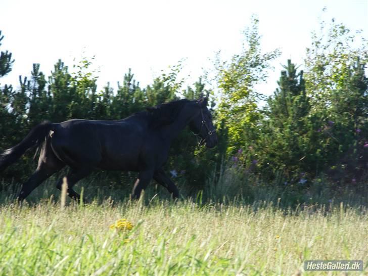 Traver Vic Torre - RIP billede 12