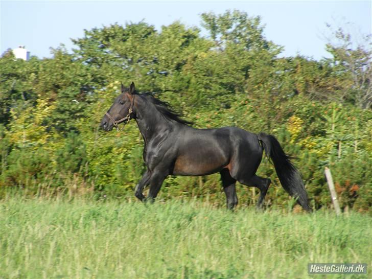 Traver Vic Torre - RIP billede 13