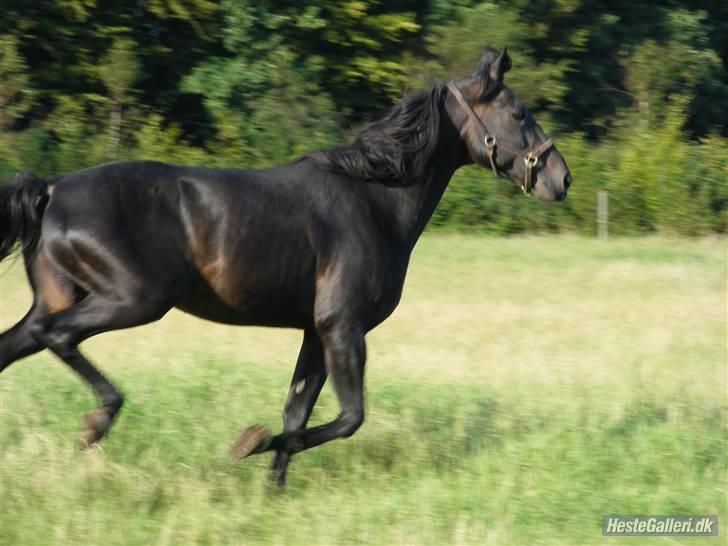 Traver Vic Torre - RIP billede 14