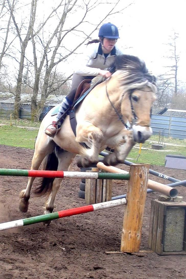 Fjordhest Nikolaj (Niko) - Spring hos Stine og Nadja (: billede 4