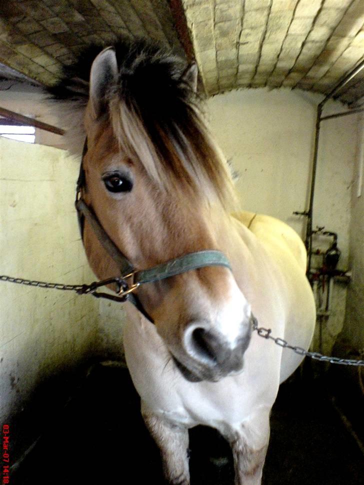 Fjordhest Nikolaj (Niko) - <3 billede 5