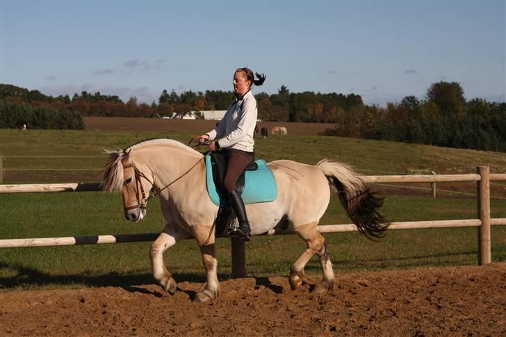 Fjordhest Nikolaj (Niko) - Dressur :) billede 6