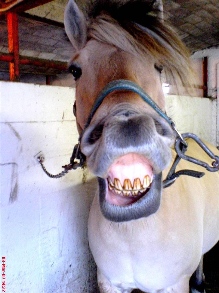 Fjordhest Nikolaj (Niko) - Helosan snifning xD haha. billede 8