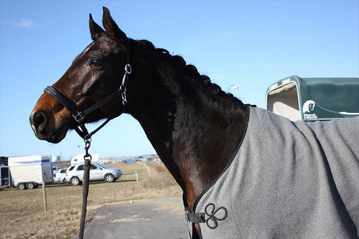 Anden særlig race Gardue (Gustav) R.I.P elsket og savnet! billede 2