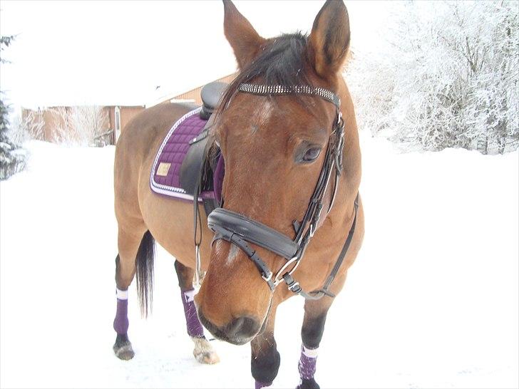 Anden særlig race Don Camilo - December 2010 billede 11