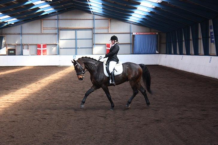 Anden særlig race Gardue (Gustav) R.I.P elsket og savnet! billede 4