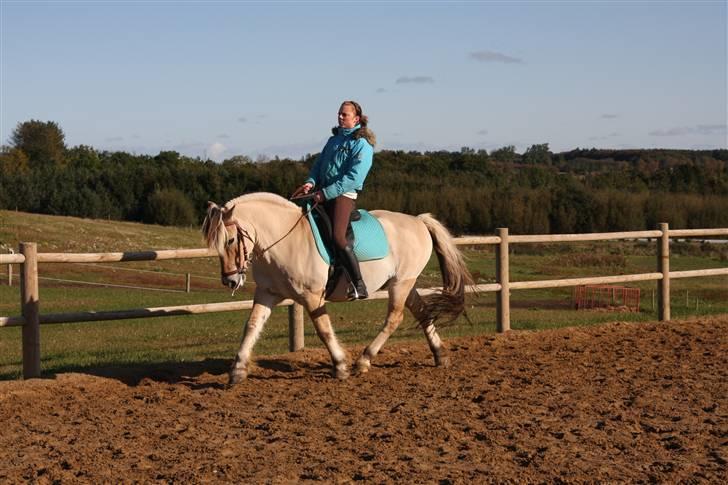 Fjordhest Nikolaj (Niko) - Nyt dressurbillede :) billede 16