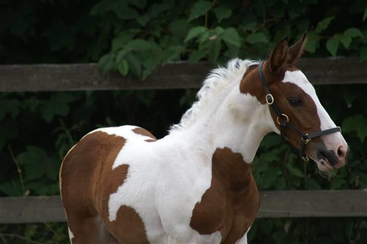 Pinto Enekær's Sambatino *Årets land og fritid hest* - Fra d. 14/7 billede 7