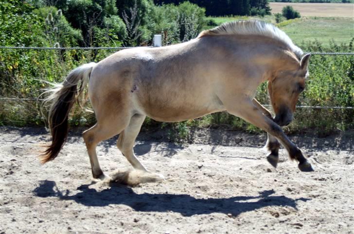 Fjordhest Ingegårds Emma - Wee vildhest billede 3