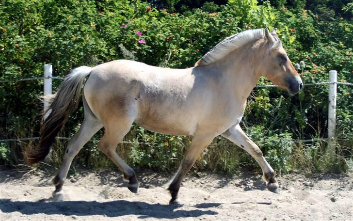 Fjordhest Ingegårds Emma - Smukke hest billede 4