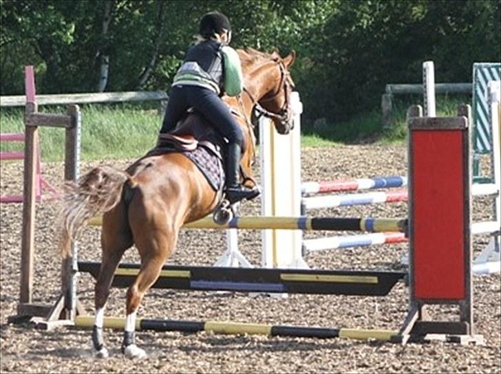 Hollandsk Sportspony Calypso SOLGT - ´springtrænning, taget af mette louise. billede 8