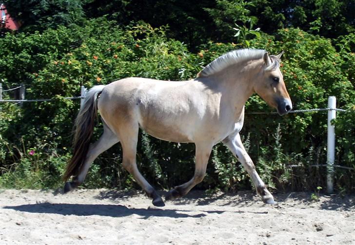 Fjordhest Ingegårds Emma - Helt uden at røre jorden... billede 5