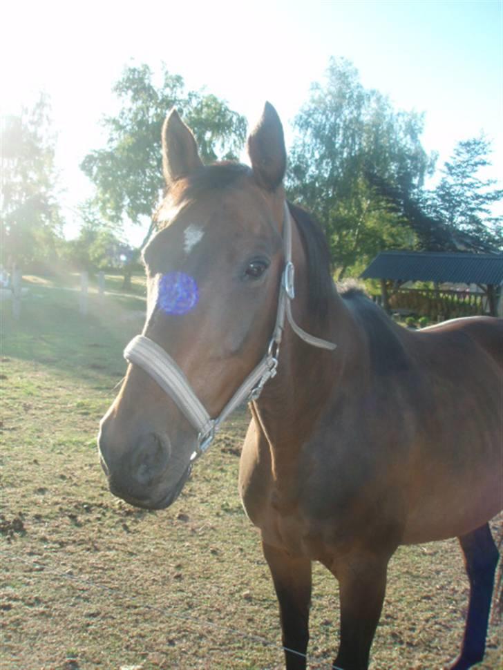 Dansk Varmblod Vestergåtde Ann (AFLIVET) billede 6