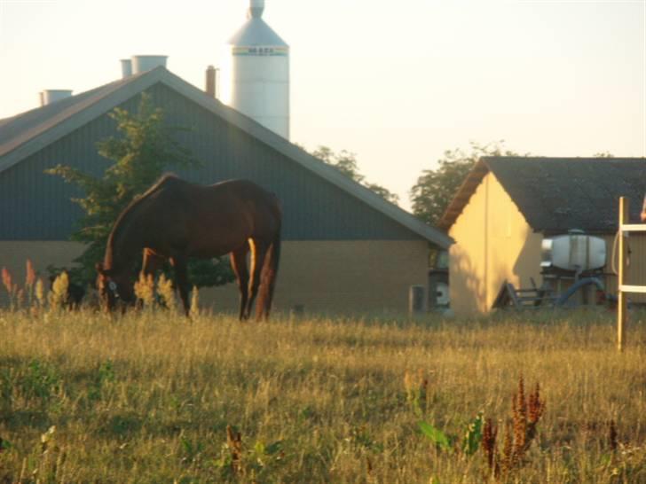 Dansk Varmblod Vestergåtde Ann (AFLIVET) billede 7
