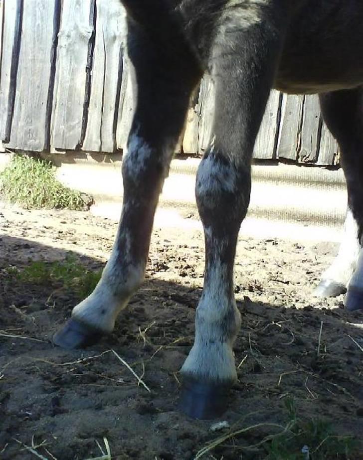 Shetlænder Black Morgan *solgt* billede 18