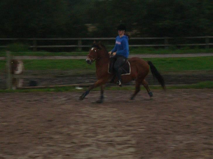 Anden særlig race Bobby<3 (SOLGT):'(!! - Galop:d billede 5