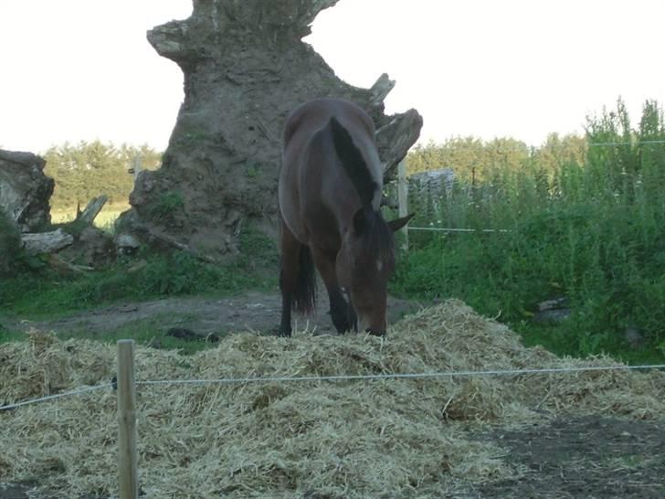 Anden særlig race Majsens Ozzy Osborne. billede 19