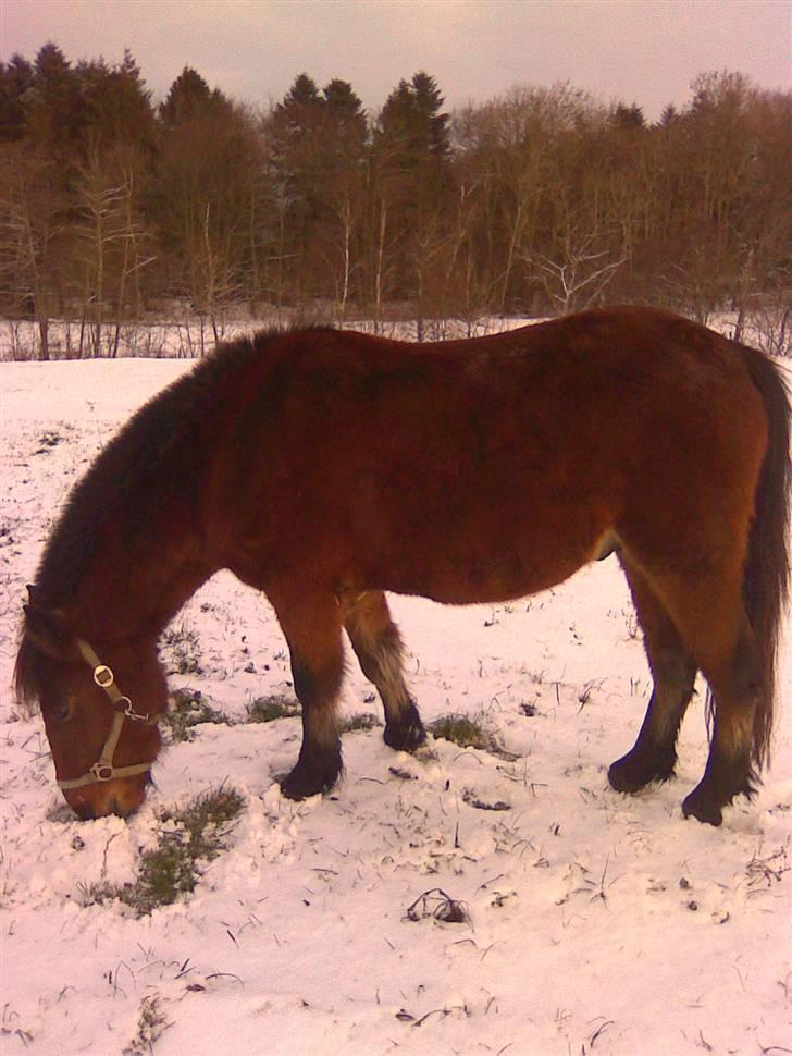 Anden særlig race Majsens Ozzy Osborne. billede 20