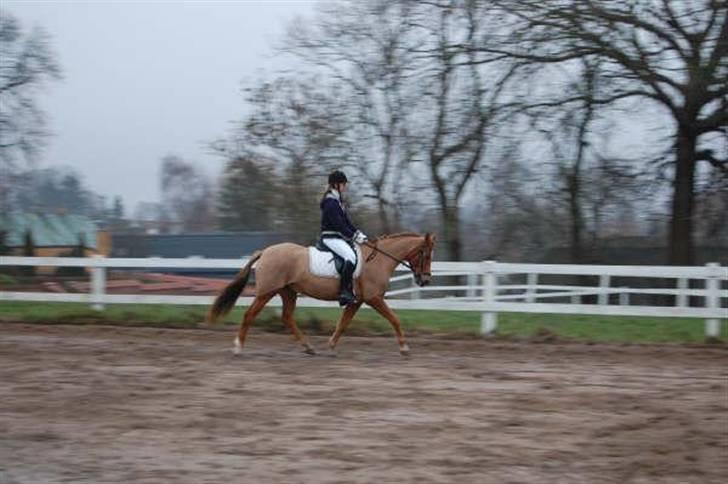 Tysk Sportspony Agnes billede 7