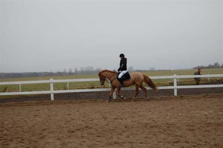 Tysk Sportspony Agnes billede 8