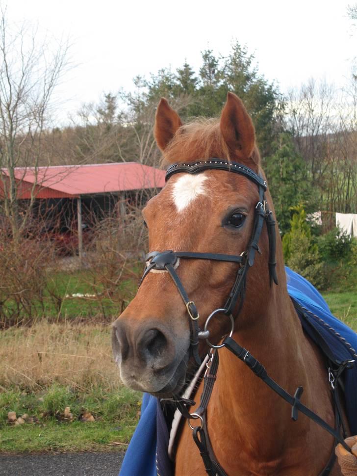 Tysk Sportspony Agnes billede 12