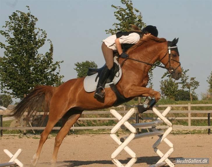 Tysk Sportspony Agnes billede 13