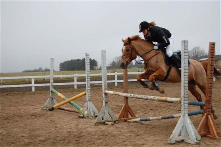 Tysk Sportspony Agnes billede 14