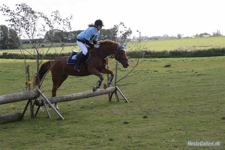 Tysk Sportspony Agnes billede 16