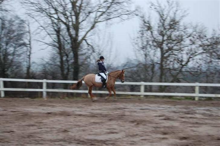 Tysk Sportspony Agnes billede 17