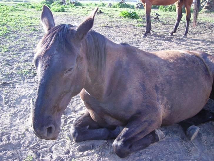Anden særlig race Majsens Tequila. R.I.P. billede 13