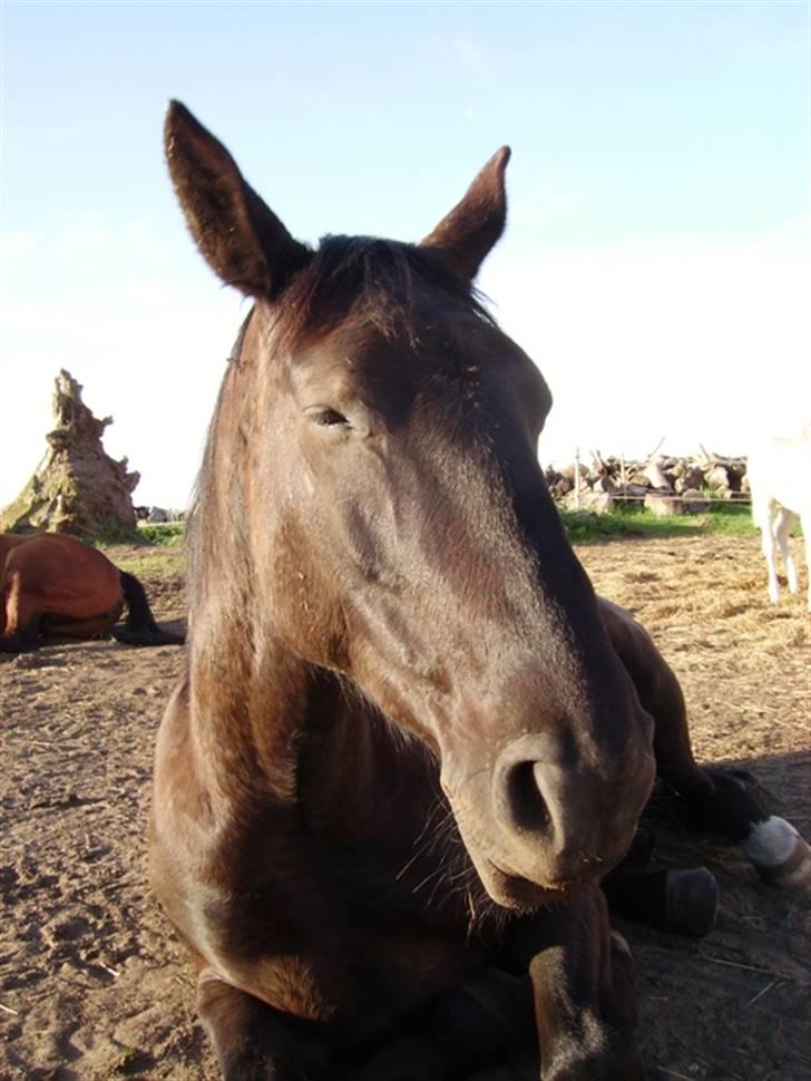 Anden særlig race Majsens Tequila. R.I.P. billede 14