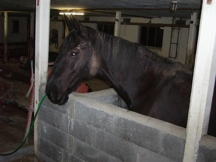 Anden særlig race Majsens Tequila. R.I.P. billede 15