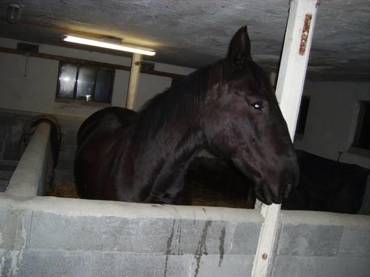 Anden særlig race Majsens Tequila. R.I.P. billede 16