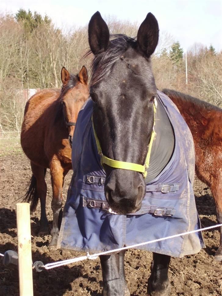 Anden særlig race Majsens Tequila. R.I.P. billede 17