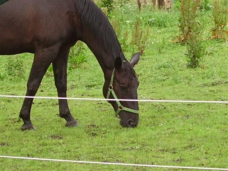 Anden særlig race Majsens Tequila. R.I.P. billede 18