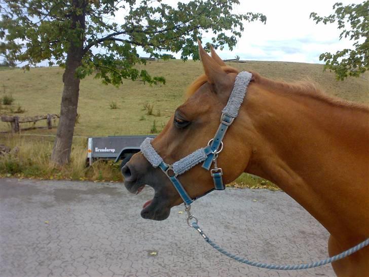 Tysk Sportspony Agnes billede 18