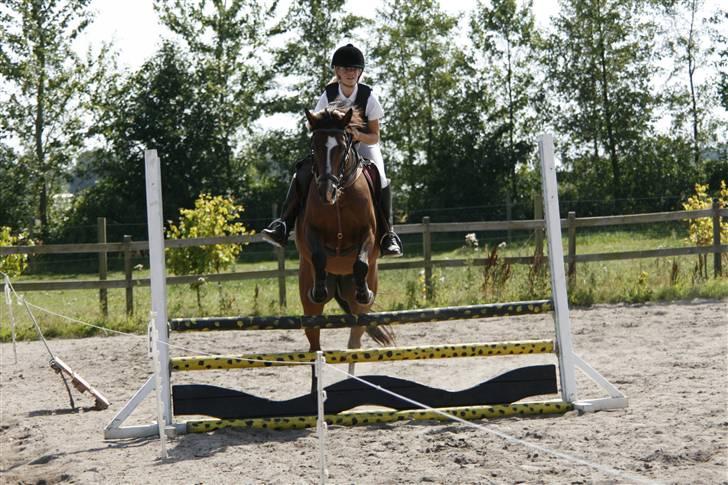 Arabisk fuldblod (OX) Riel'l billede 6