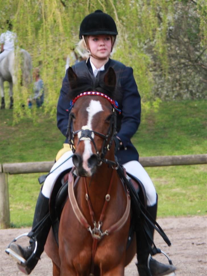 Arabisk fuldblod (OX) Riel'l billede 7