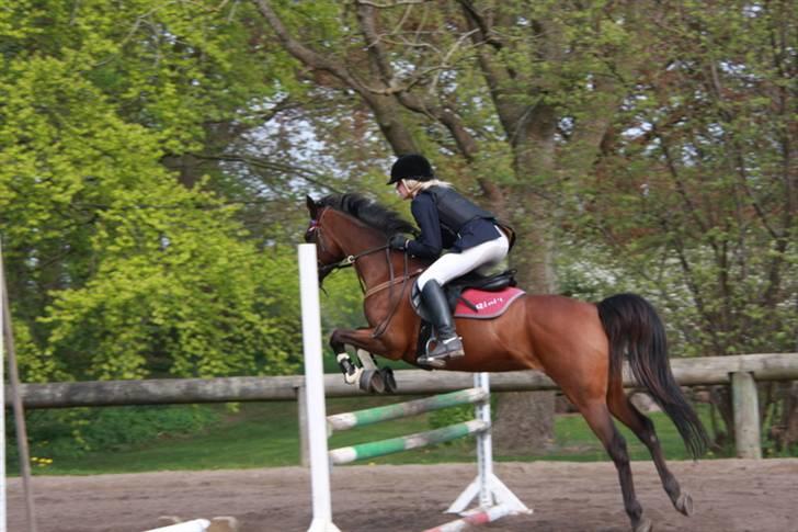 Arabisk fuldblod (OX) Riel'l billede 8