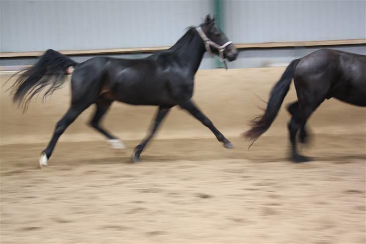 Anden særlig race Prince Charming SOLGT :'( - vildhesten spiller smart.:P billede 19