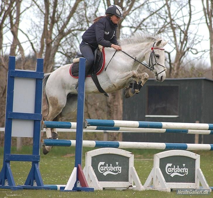 New Forest Odbjergs Bonnie - RIP - træningsspringning i HJR.... Foto:  Annika L billede 4